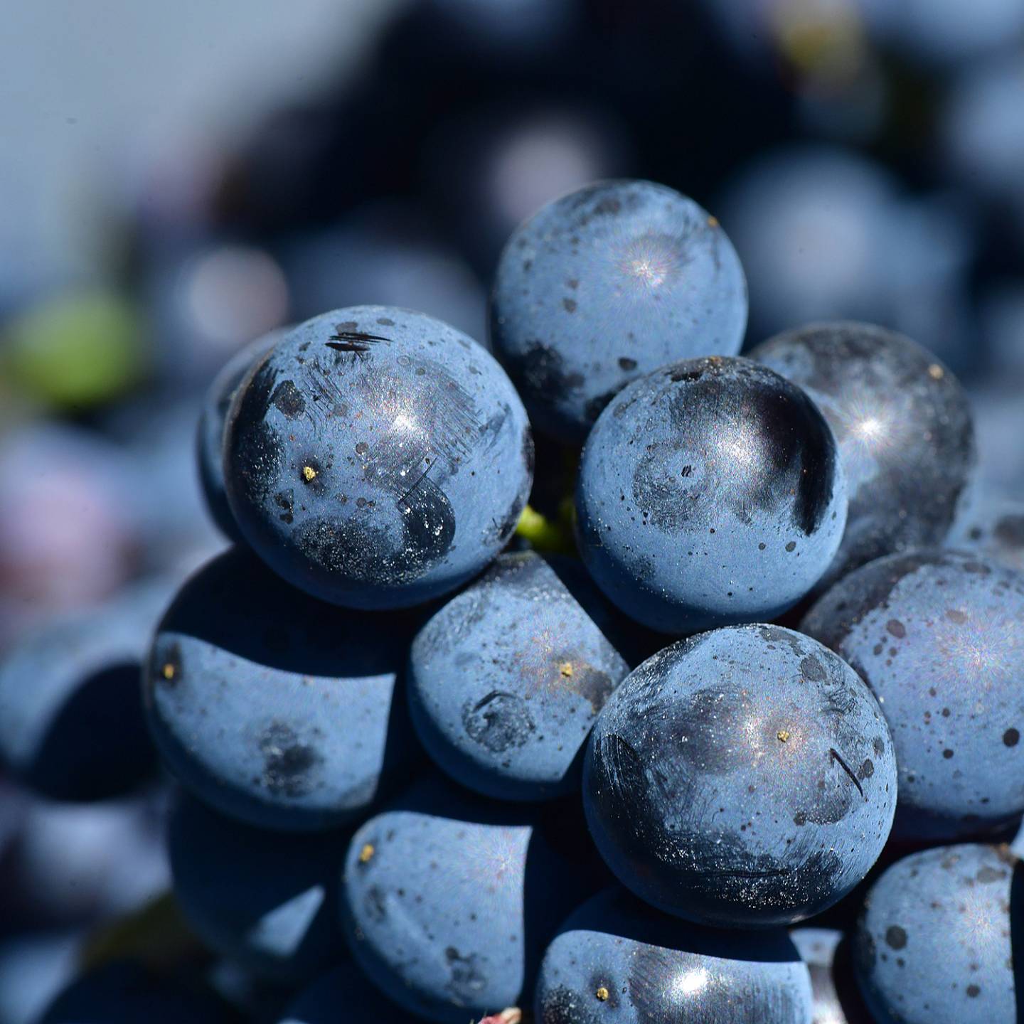 Grappe de raisins en gros plan