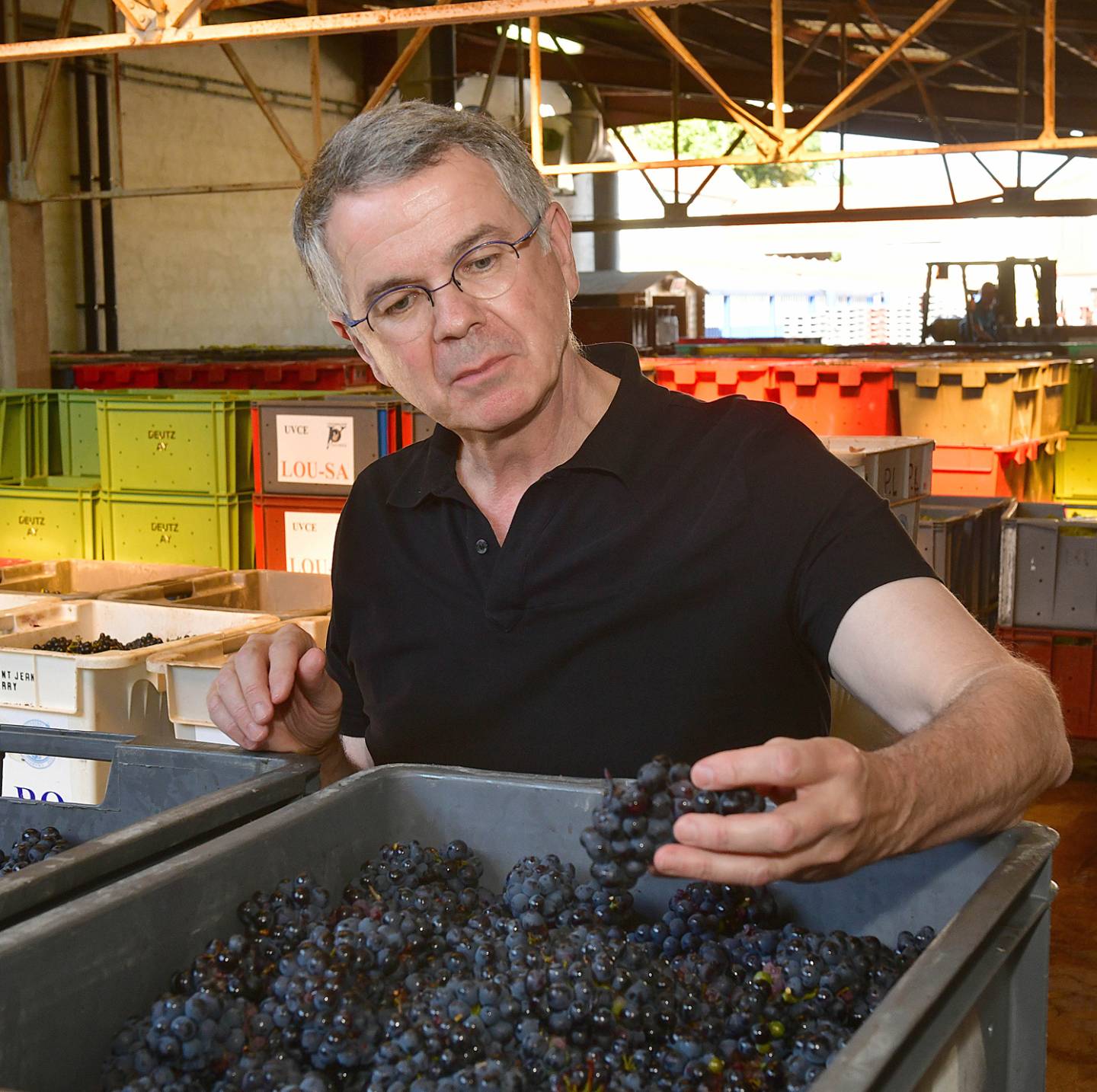 Homme vérifiant le raisin durant des vendanges en 2019