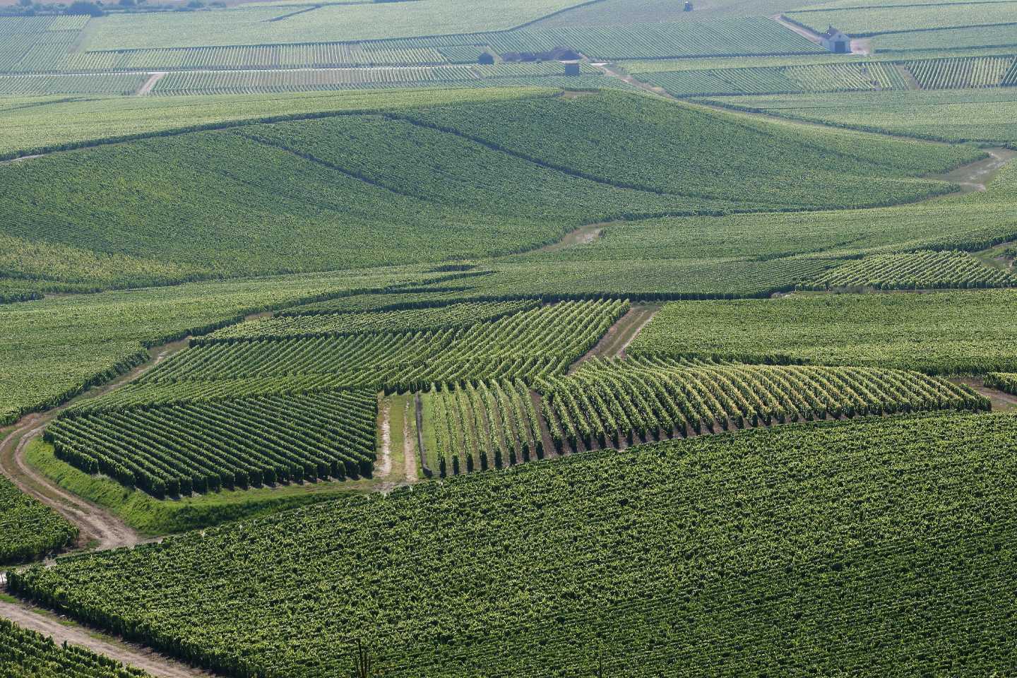 vignes